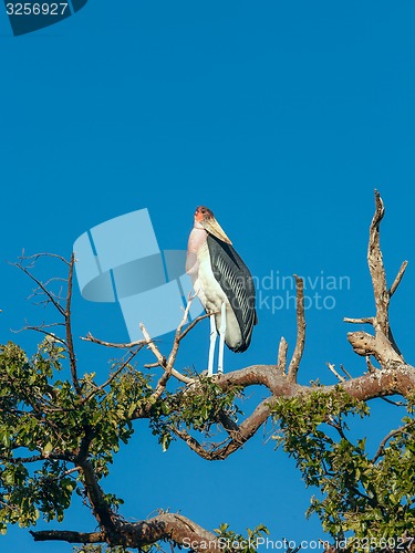 Image of Marabou Stork sitting on a branch against the blue sky