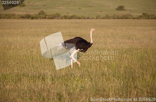 Image of Ostrich  walking on savanna in Africa. Safari. Kenya