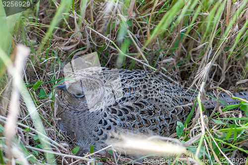 Image of Pheasant male bird in a dunes landscape