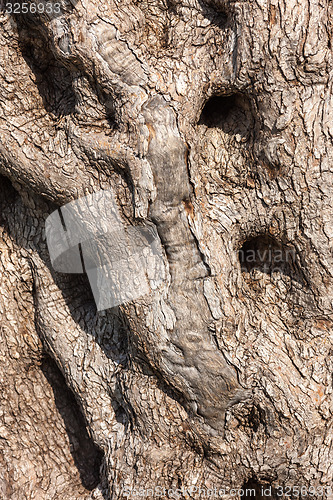 Image of natural tree bark