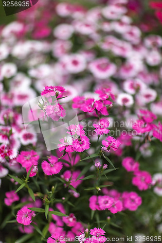 Image of Pinc young flowers growing in green farm field