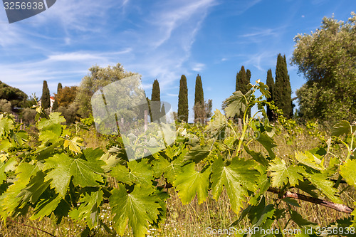 Image of young green unripe wine grapes 