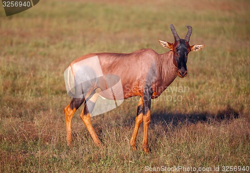 Image of antelope on a background of green grass