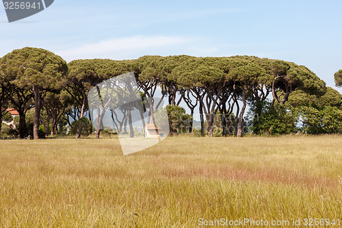 Image of Italian stone pine 