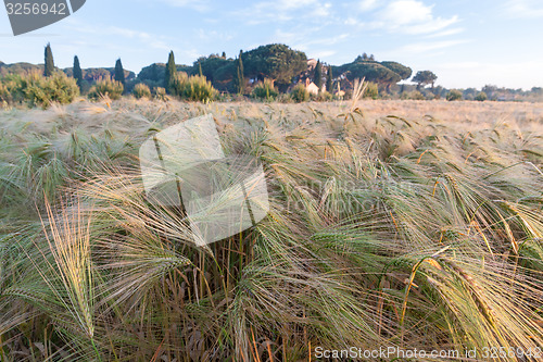 Image of Young wheat growing in green farm field under blue sky