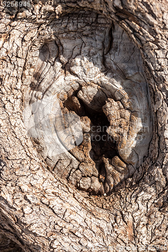 Image of natural tree bark