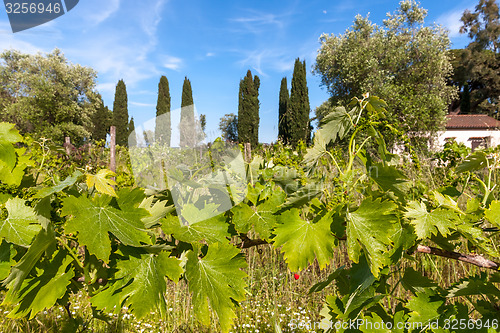 Image of young green unripe wine grapes 