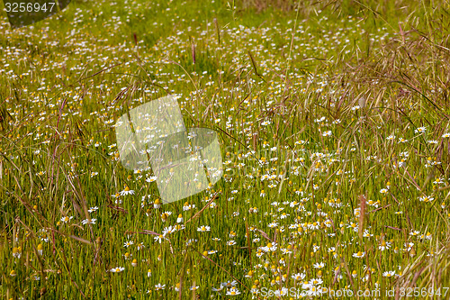 Image of field of camomiles