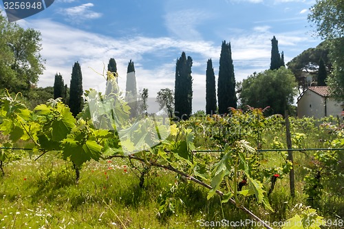 Image of young green unripe wine grapes 