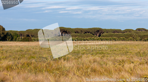 Image of Young wheat growing in green farm field