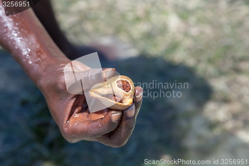 Image of shell in a man\'s hand on the background of sea