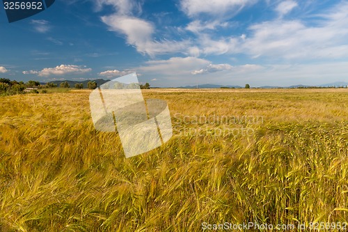 Image of Young wheat growing in green farm field