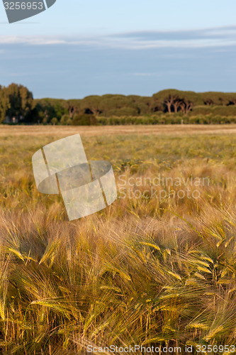 Image of Wheat growing in green farm field