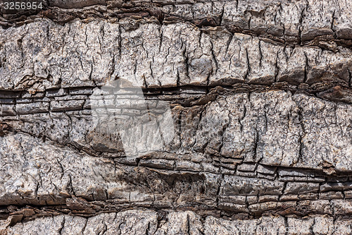 Image of natural tree bark