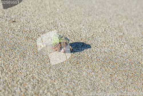 Image of hermit crab on the beach 