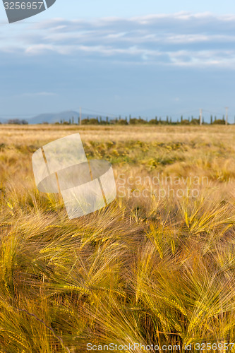 Image of Wheat growing in green farm field