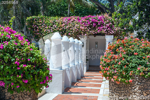 Image of palm trees and pink flowers 