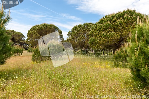 Image of Italian stone pine 