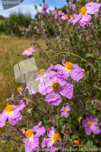 Image of Pinc young flowers growing in green farm field