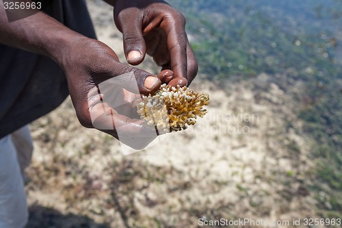 Image of hands  holding corals 