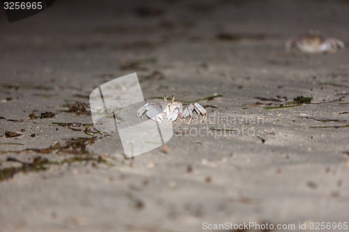 Image of Crab on gray sand