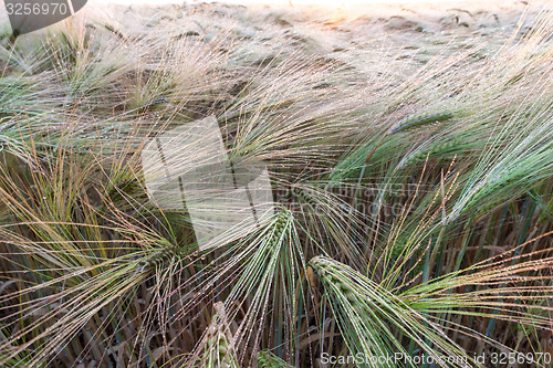 Image of Young wheat growing in green farm field