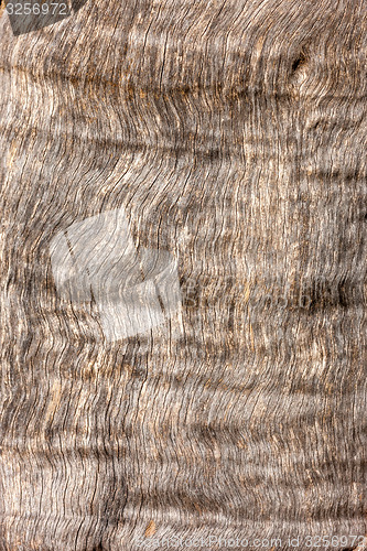 Image of natural tree bark