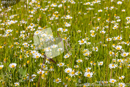 Image of field of camomiles