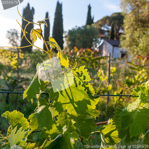 Image of young green unripe wine grapes 