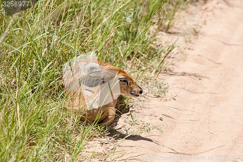 Image of antelope on a background of green grass