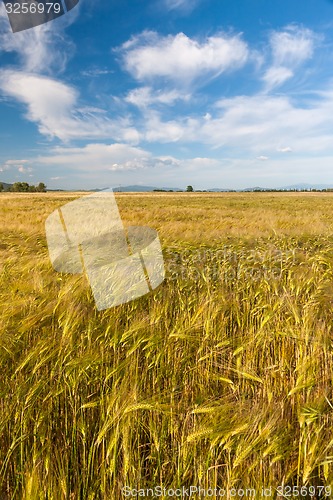 Image of Wheat growing in green farm field