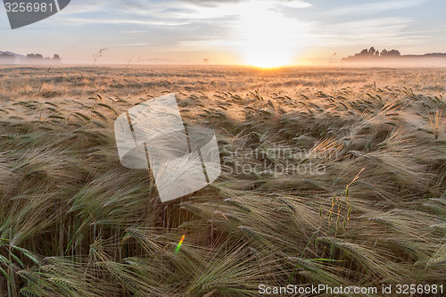 Image of Young wheat growing in green farm field under blue sky