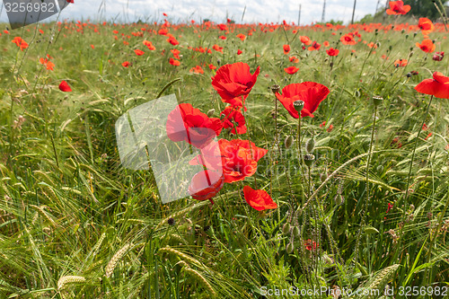 Image of Meadow with beautiful bright red poppy flowers 