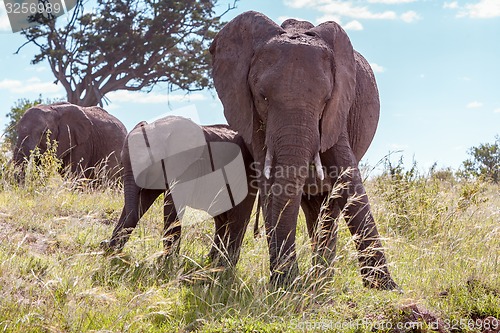 Image of elephant family walking in the savanna