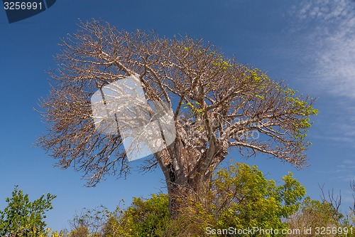 Image of The dry tree and blue sky