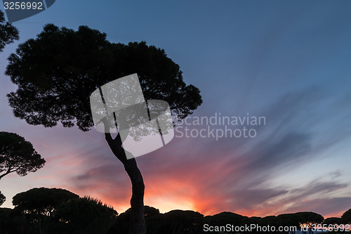 Image of Italian sunset on the background of pines