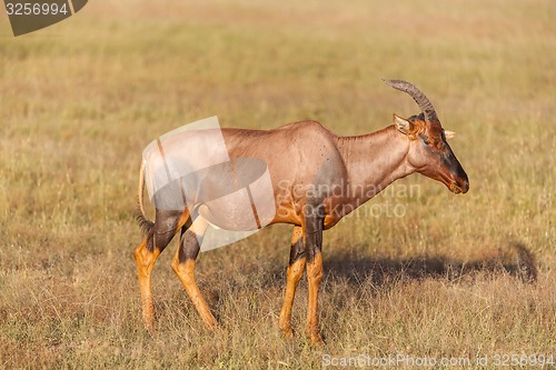 Image of antelope on a background of green grass