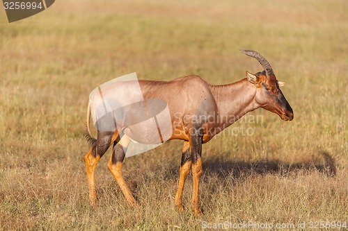 Image of antelope on a background of green grass