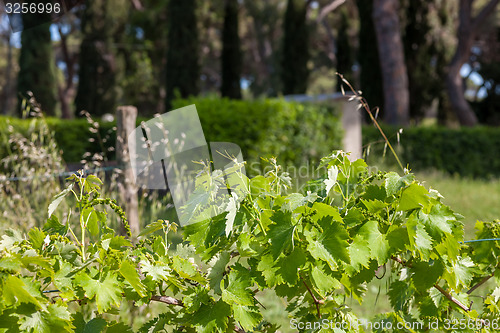 Image of young green unripe wine grapes 