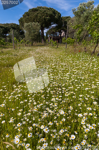 Image of field of camomiles