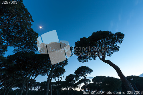 Image of Italian sunset on the background of pines