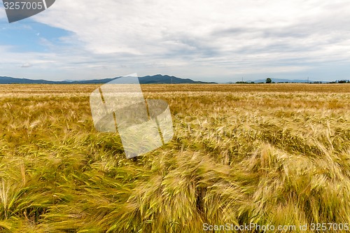 Image of Young wheat growing in green farm field