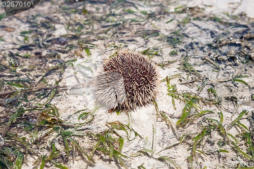 Image of sea hedgehog lays on a sand