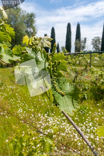 Image of young green unripe wine grapes 