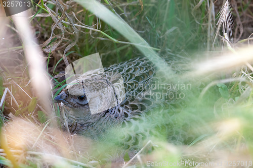 Image of Pheasant male bird in a dunes landscape