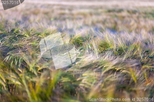 Image of Young wheat growing in green farm field