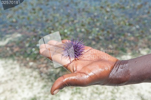 Image of sea hedgehog lays on a man\'s hand