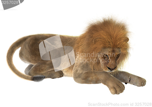 Image of Male Lion