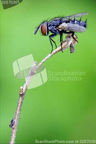 Image of  black little  fly