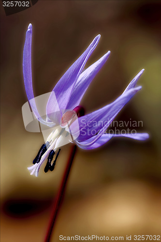 Image of abstract erythronium  dens canis
